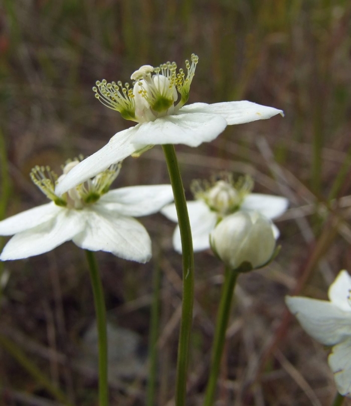 Parnassia palustris var tenuis