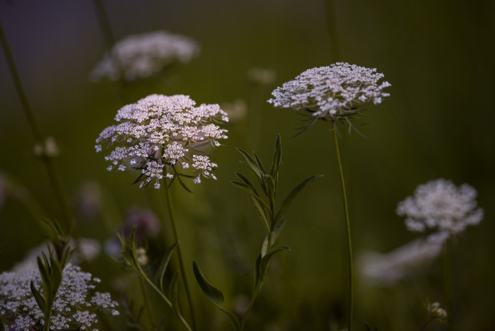 Тысячелистник зонтичный achillea umbellata