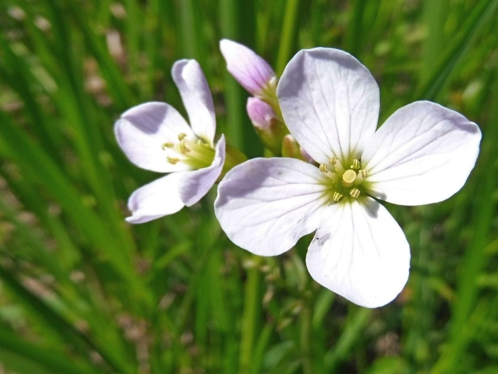 Cardamine pratensis