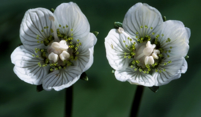 Parnassia palustris
