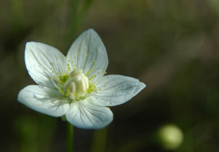 Белоцветка болотная