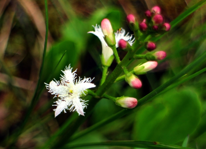 Menyanthes trifoliata