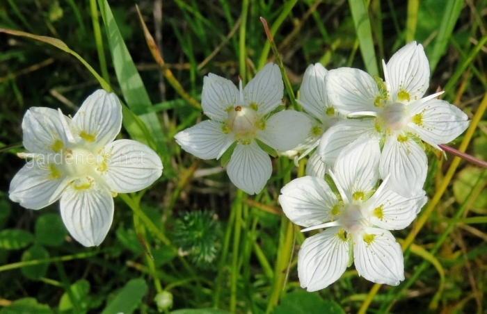 Болотное растение