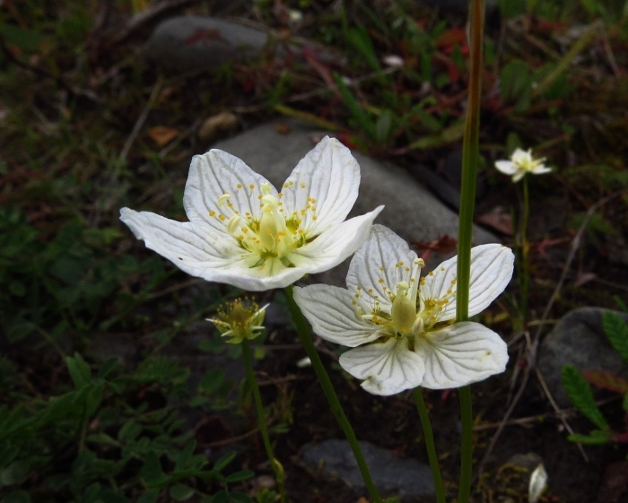 Белозор болотный