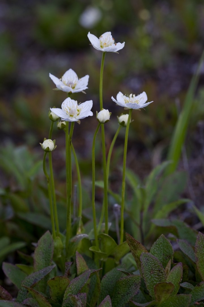 Parnassia palustris