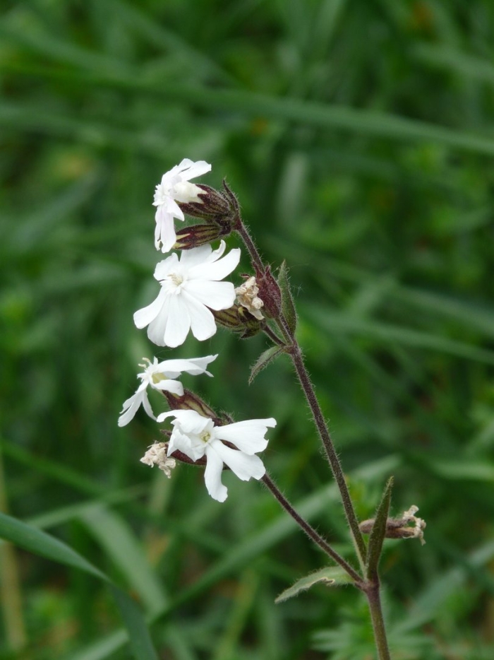 Смолевка альпийская альба