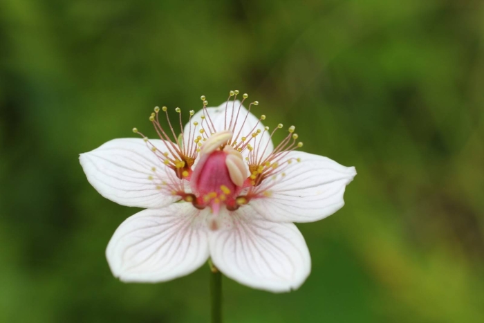 Белозор болотный (parnassia palustris)