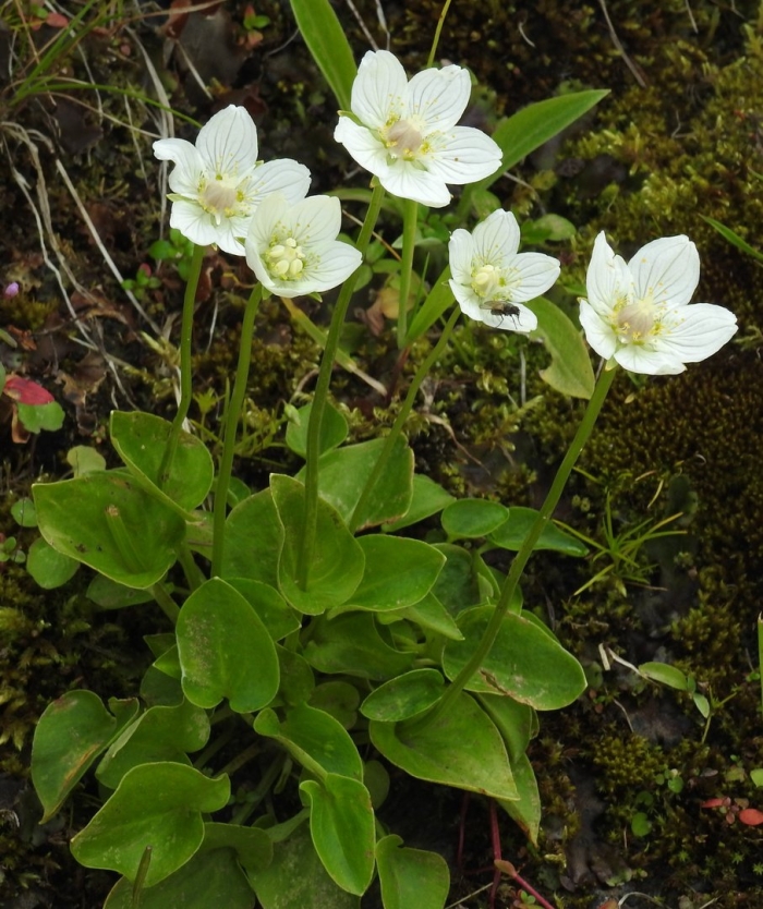Parnassia palustris