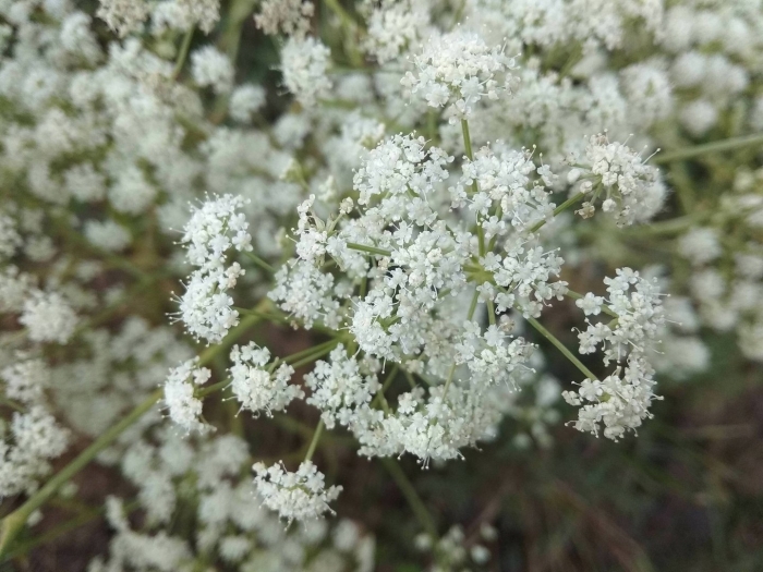 Зонтичные кашка полевая