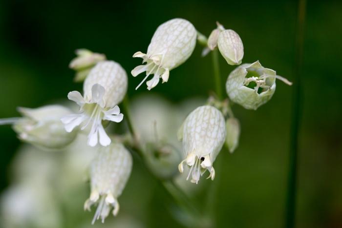 Silene vulgaris смолевка обыкновенная