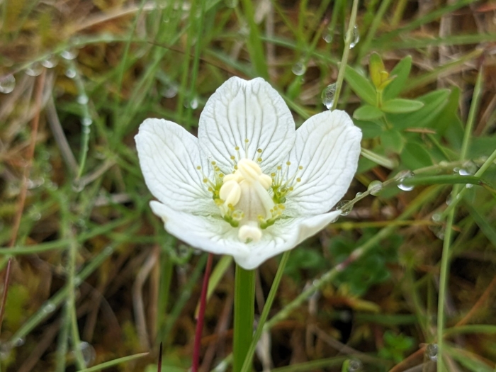 Parnassia palustris
