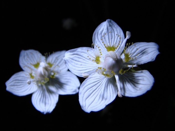 Болотные цветы