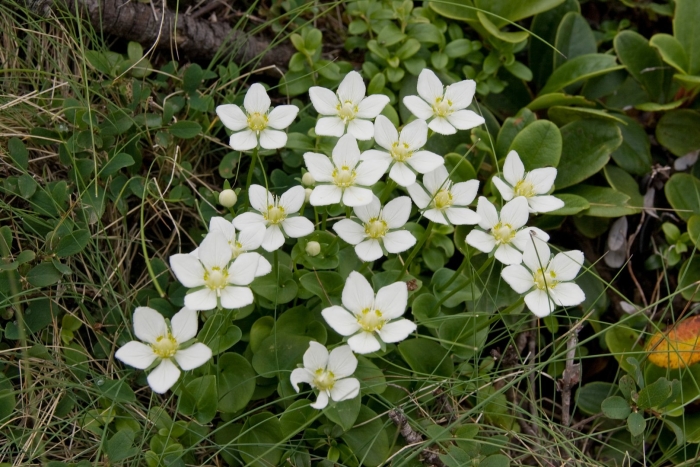 Белозор болотный (parnassia palustris)