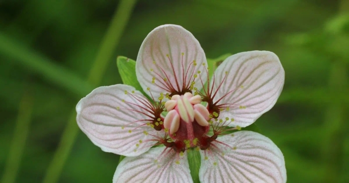 Parnassia palustris