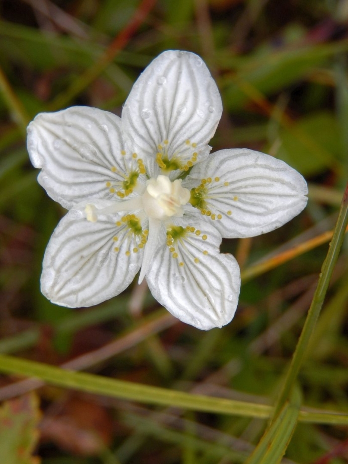 Parnassia palustris