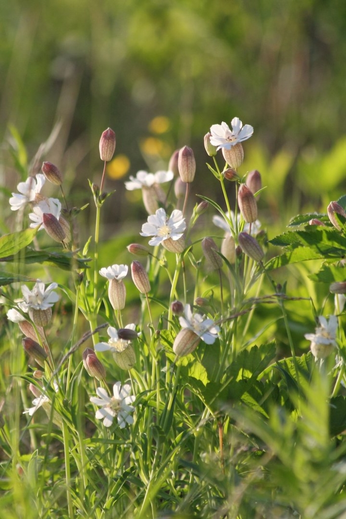 Смолевка луговое растение