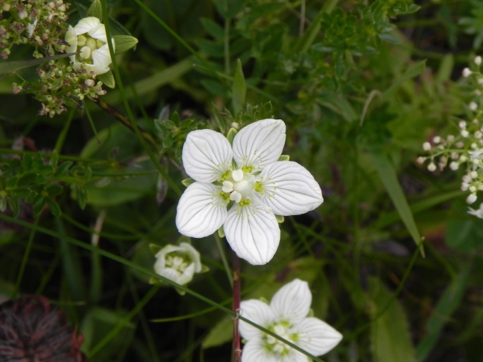 Parnassia palustris