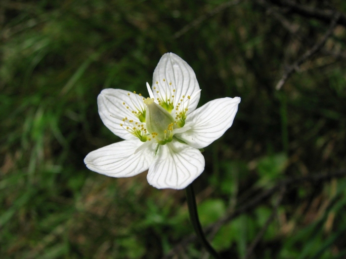 Белоцветка болотная