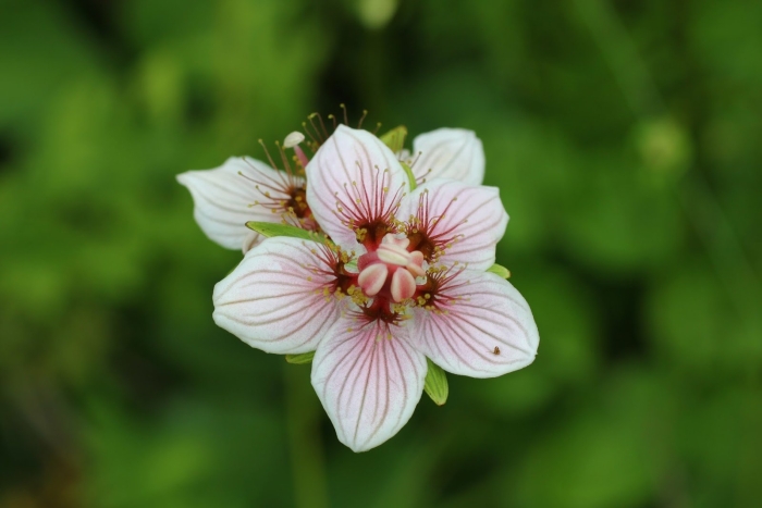 Parnassia palustris l.