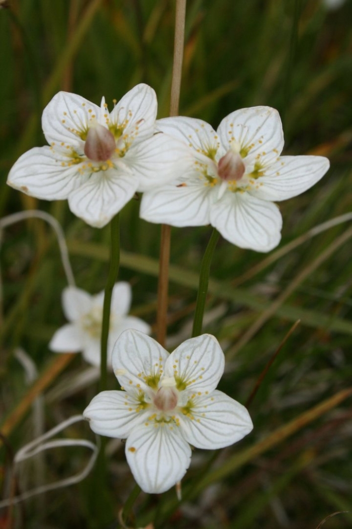 Цветок на болоте