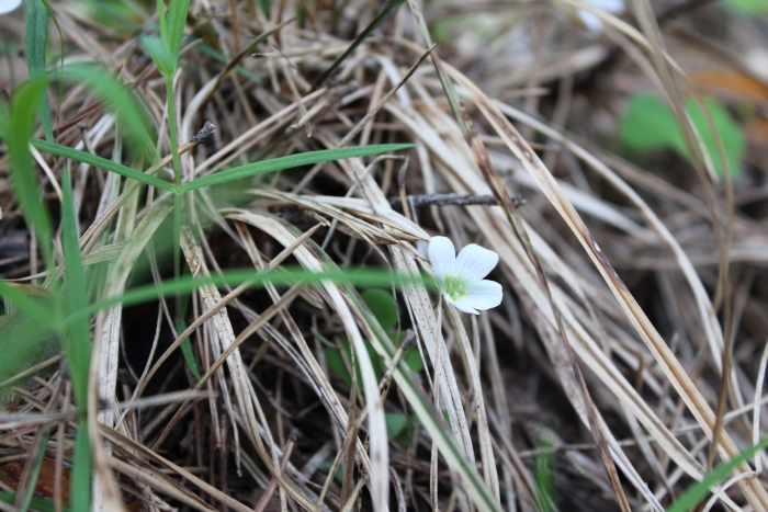 Кислица обыкновенная