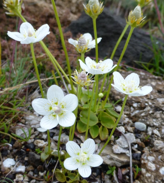 Белозор болотный