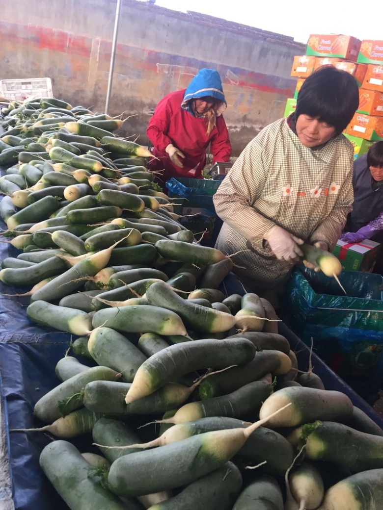 Зеленая редька