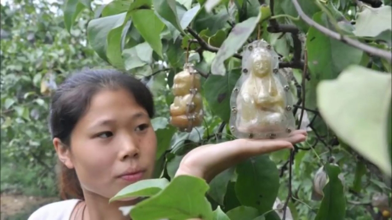 Китайская груша Будда