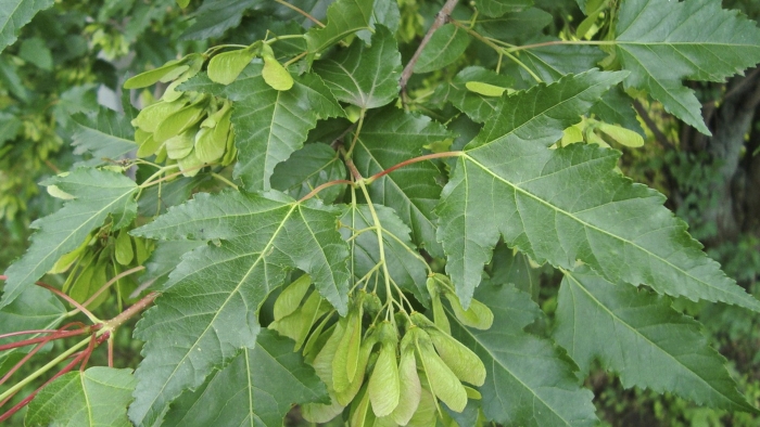 Клен приречный гиннала