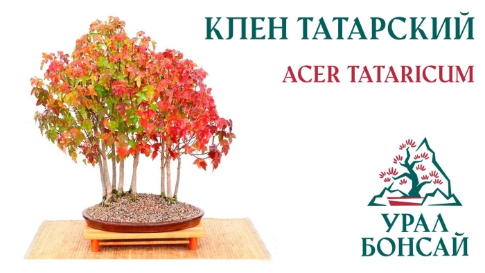 Клен гиннала бонсай