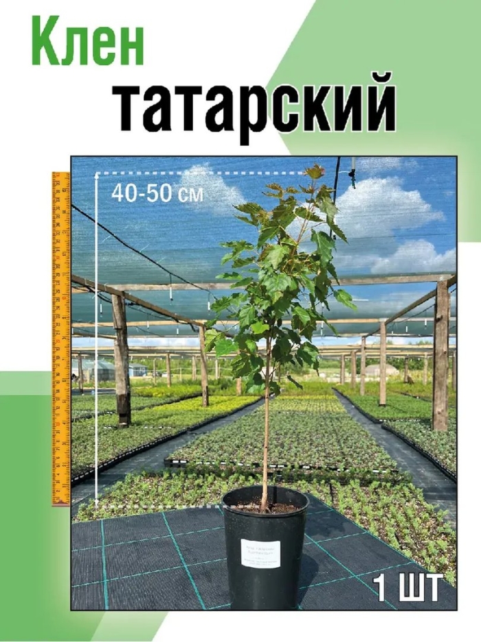 Саженец клена