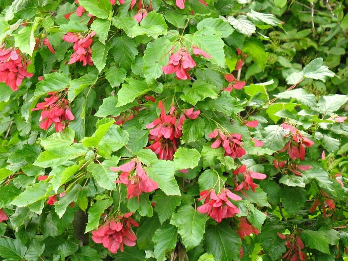 Клен татарский черноклен