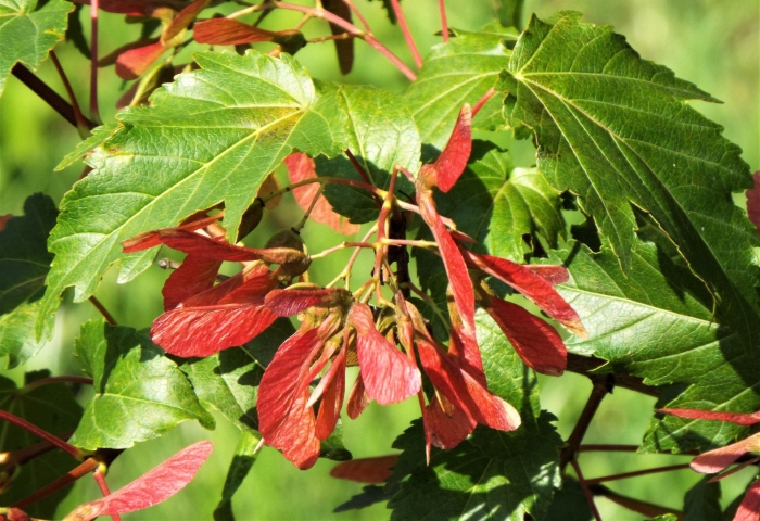 Клен гиннала кустарник