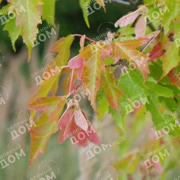 Клен гиннала лист
