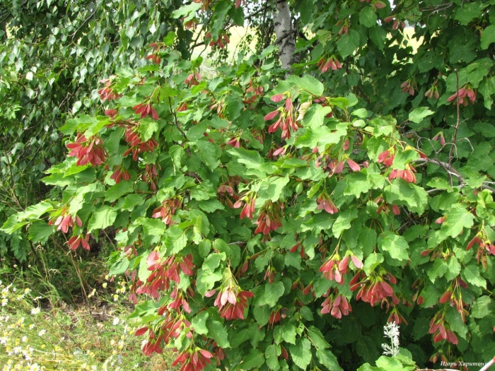 Клен татарский acer tataricum