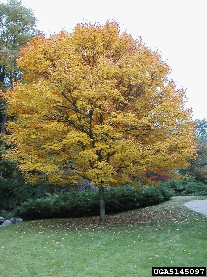 Клён татарский дерево
