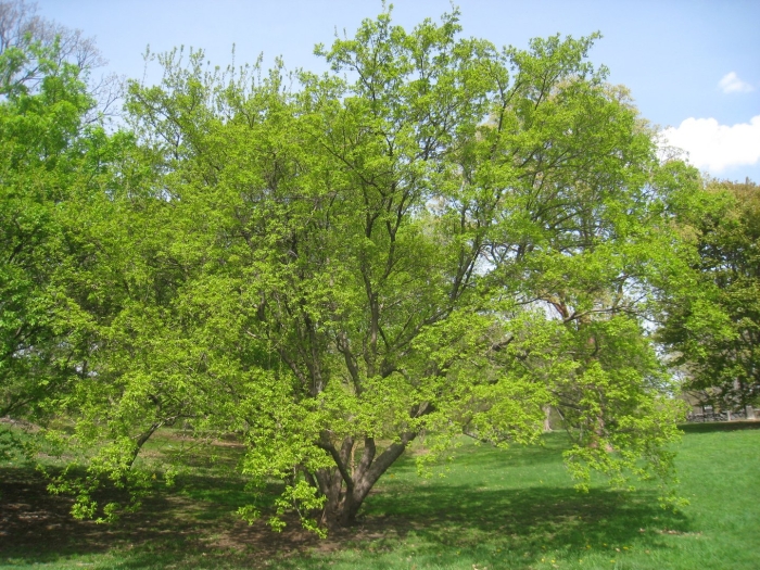 Fagus orientalis