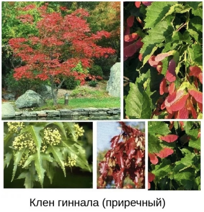 Клен гинала