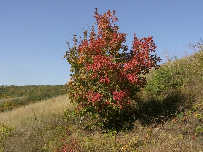 Калина обыкновенная куст осенью