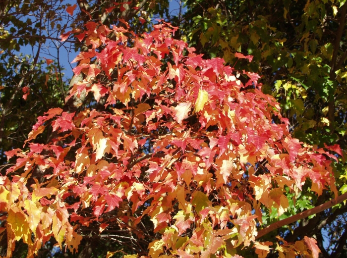 Клен красный (acer rubrum) october glory