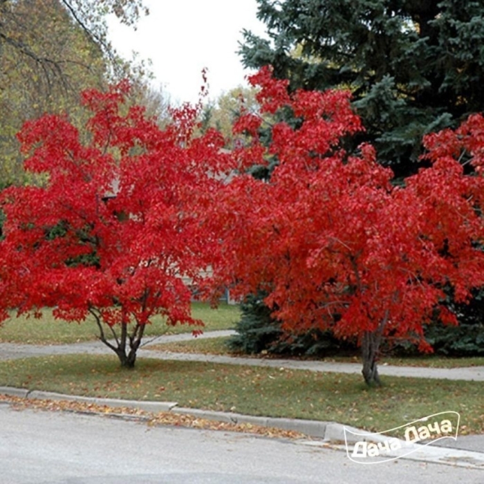 Клен гиннала дерево