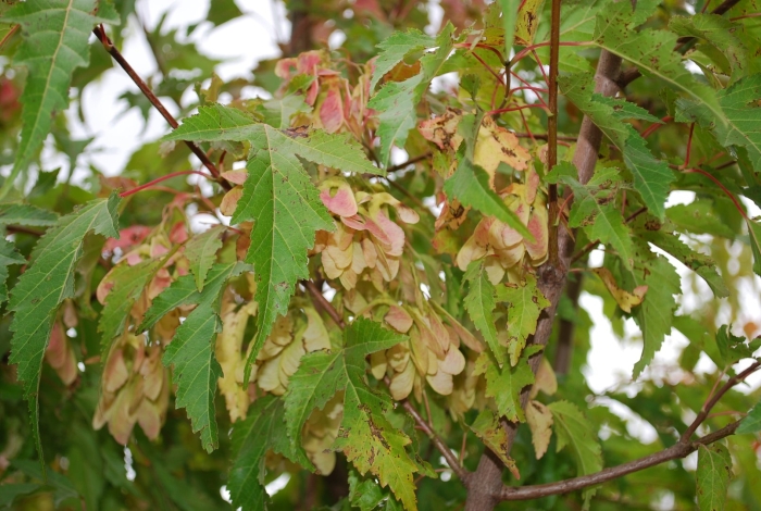 Клен приречный гиннала