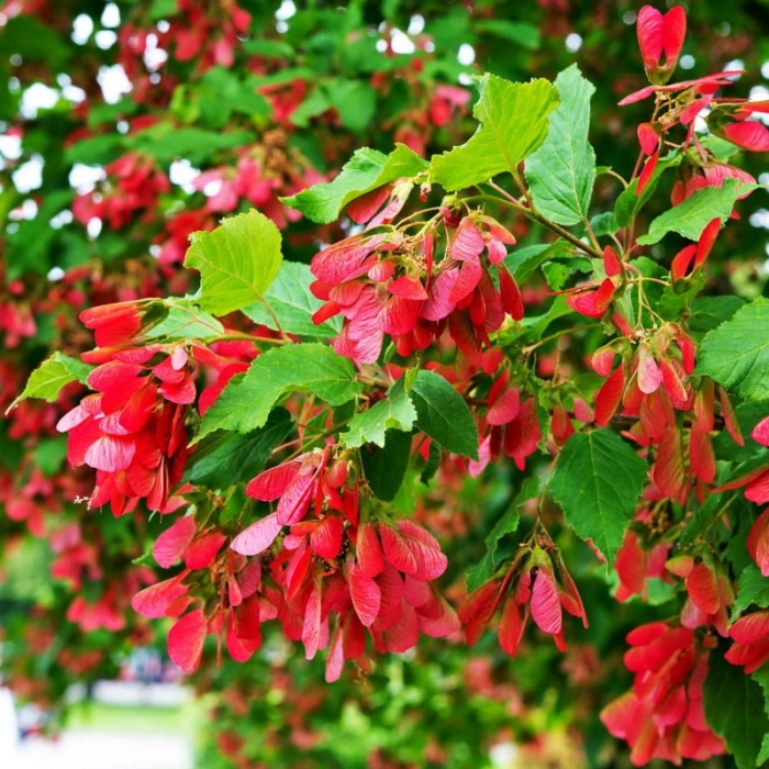 Клен татарский