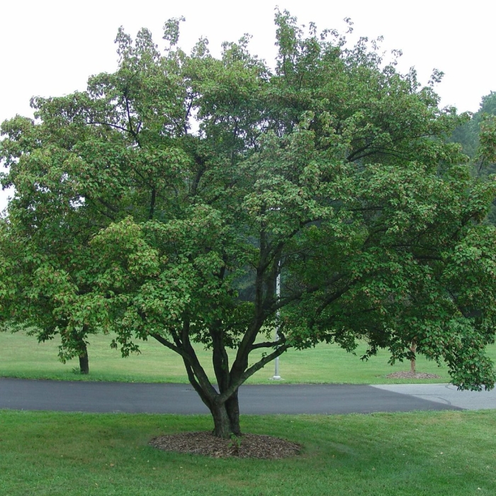 Клен гиннала дерево