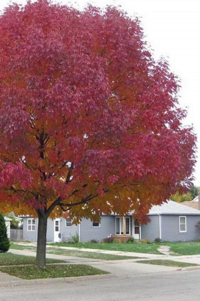 Ясень американский (fraxinus americana)