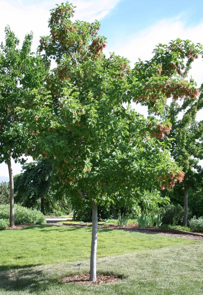 Дерево клен