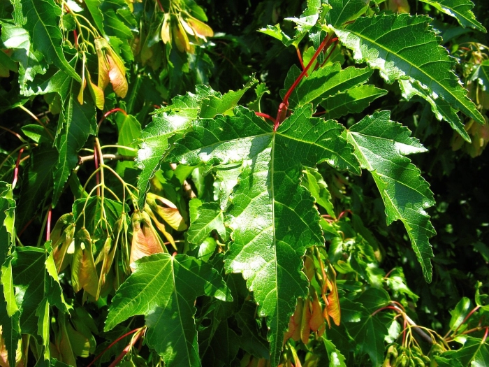 Клен гиннала лист