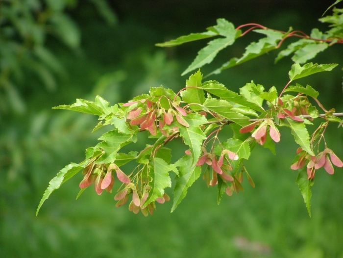 Ясенелистный клен