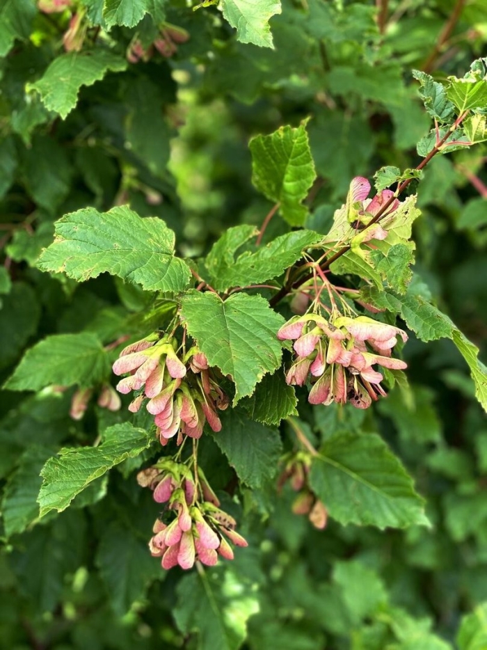 Клен татарский черноклен