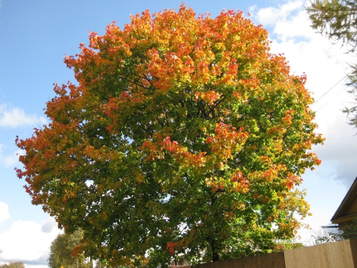 Остролистный клен